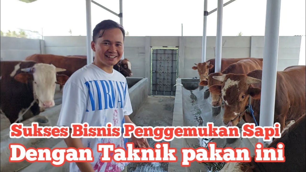 Bisnis penggemukan sapi semakin berkembang menggunakan teknik Pakan ini