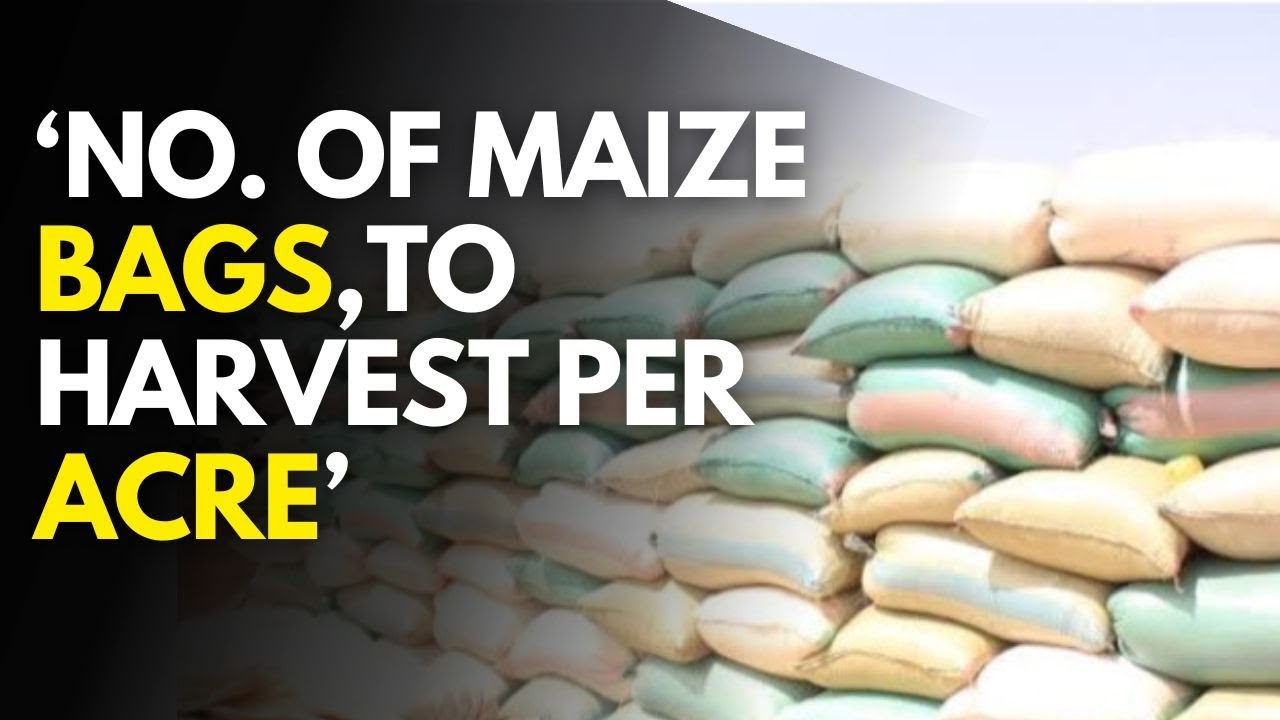 How many bags of Maize you can Harvest per acre