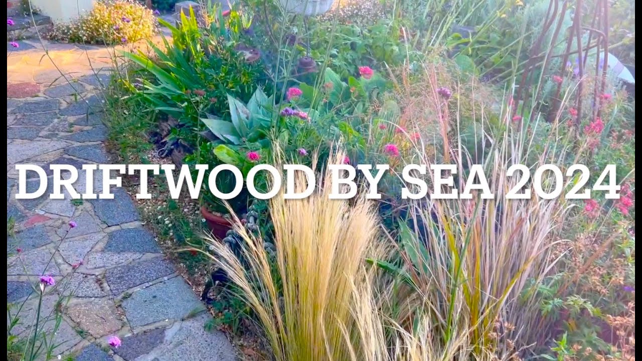 Driftwood by Sea garden tour August 2024