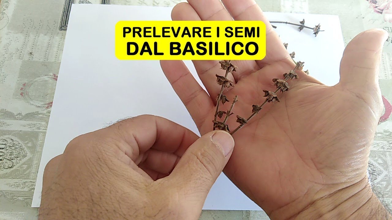 PRELEVARE SEMI DAL BASILICO