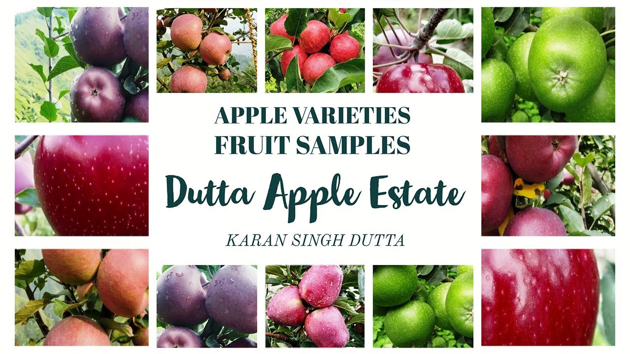 Apple varieties Fruit Samples - DUTTA APPLE ESTATE