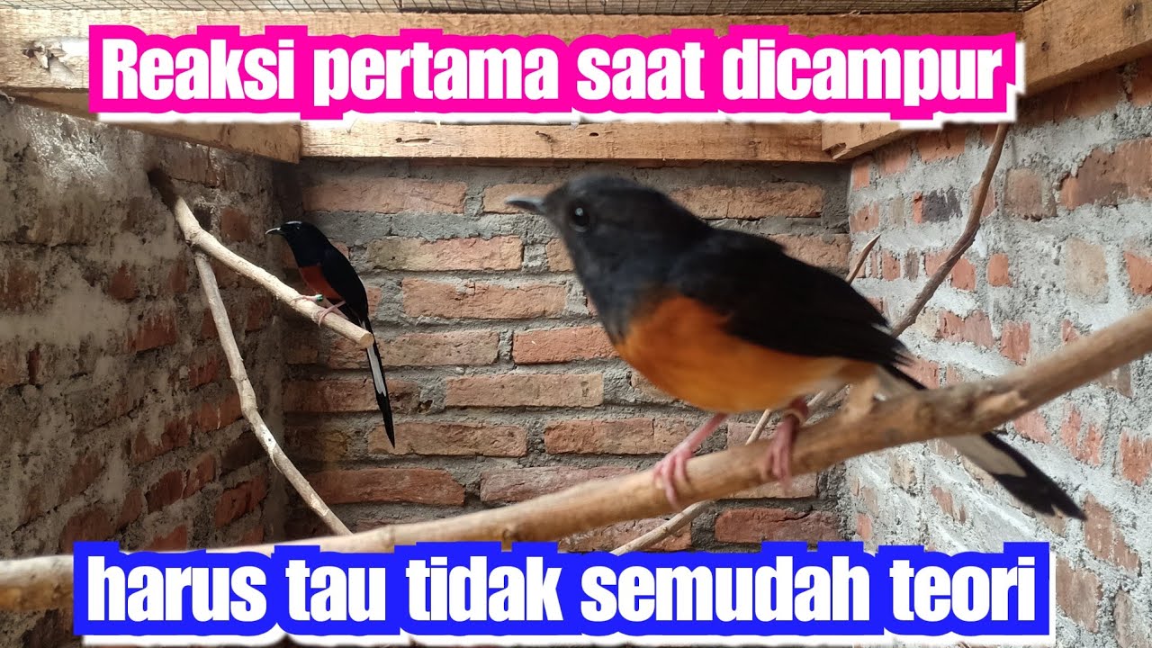 Proses penjodohan, reaksi pertama burung dicampur dikandang ternak