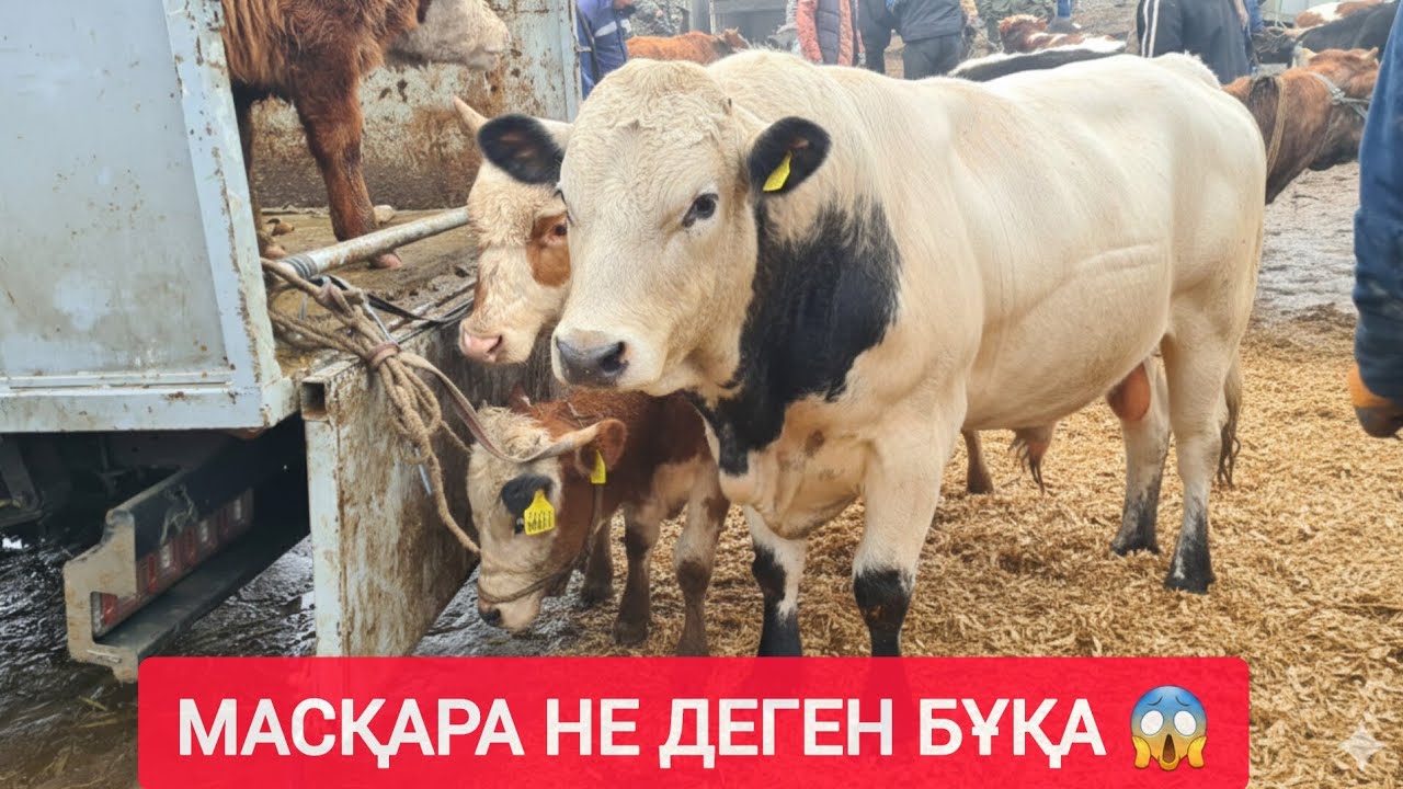 ҚЫЗЫЛОРДА МАЛ БАЗАРЫ, ҚАШАР, БАСПАҚ, БҰҚА СИЫР, БАҒАЛАРЫ.