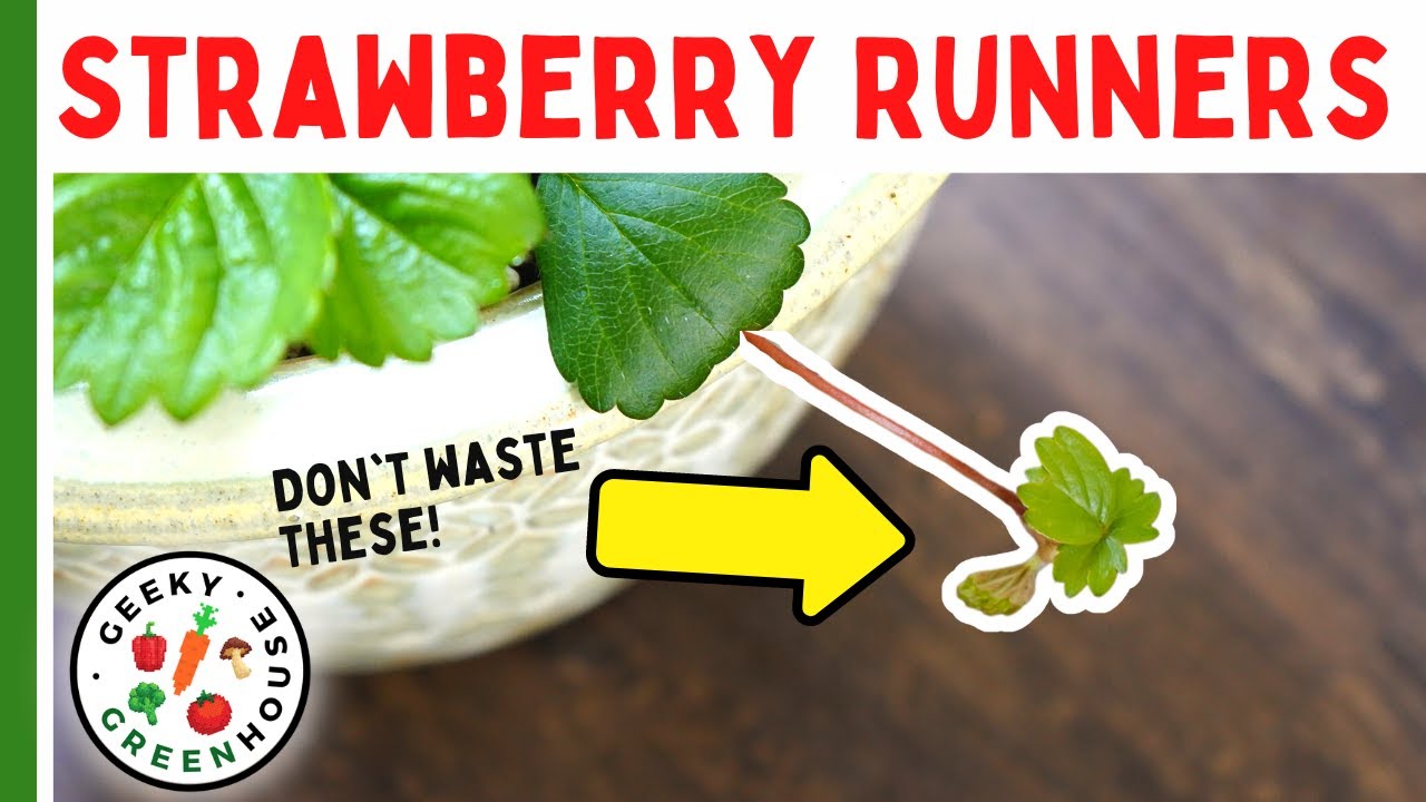 Don't Waste Your Strawberry Runners!
