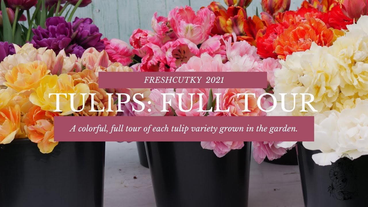 FULL TOUR: TULIPS 2021 - TULIPS FOR THE CUT FLOWER FARM // GARDEN