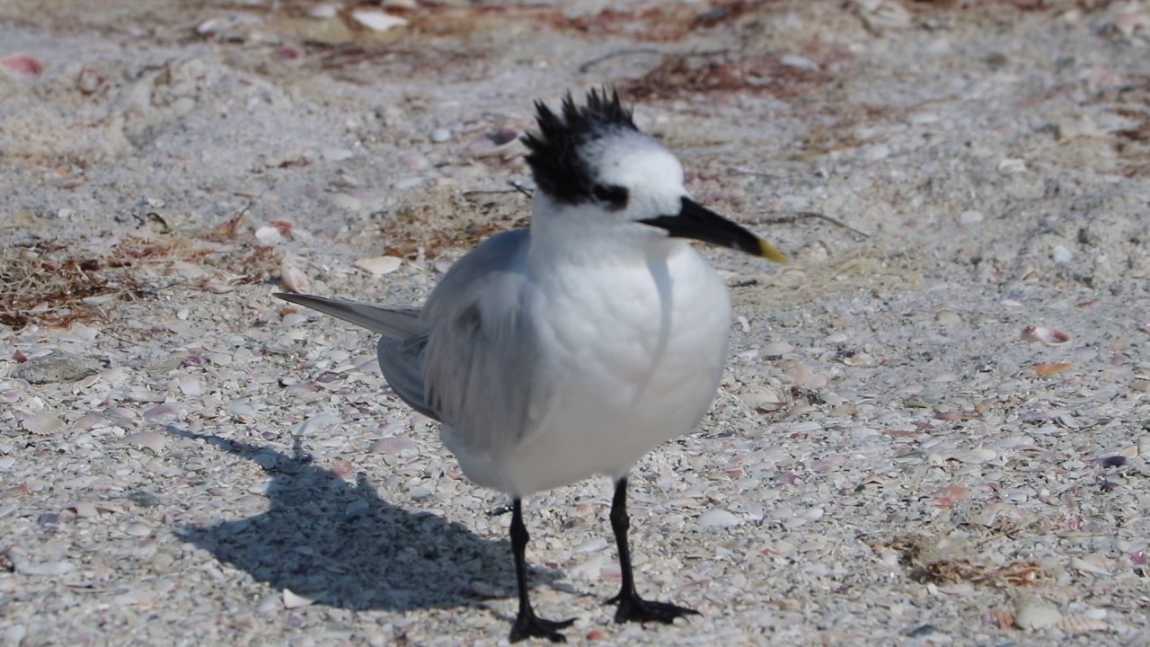 Sandwich Tern