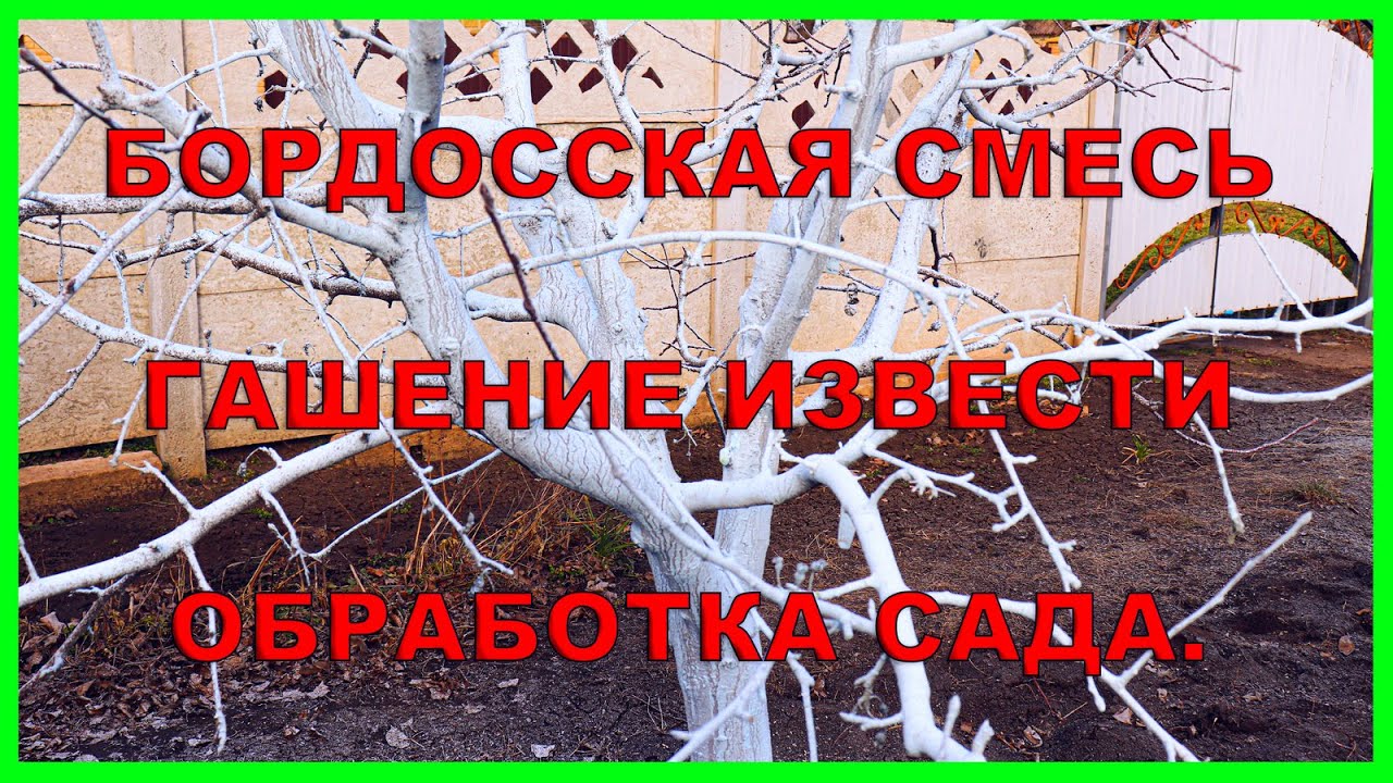 Бордосская смесь  Гашение извести  Обработка сада