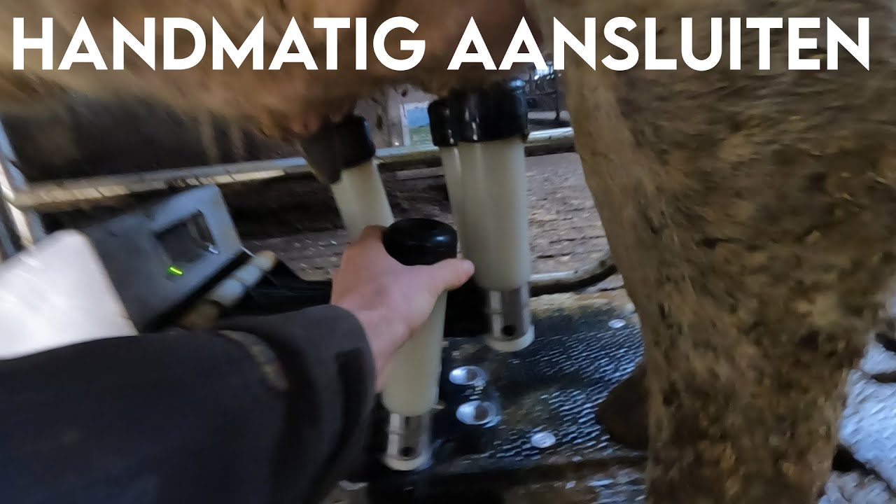 Koe Handmatig Aansluiten met de Merlin M2 Melkrobot van Fullwood JOZ