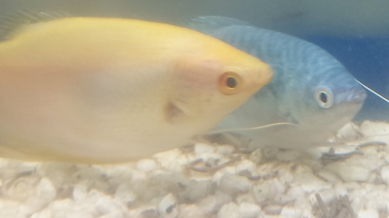 Night Colorful fish life Live  Part 14
