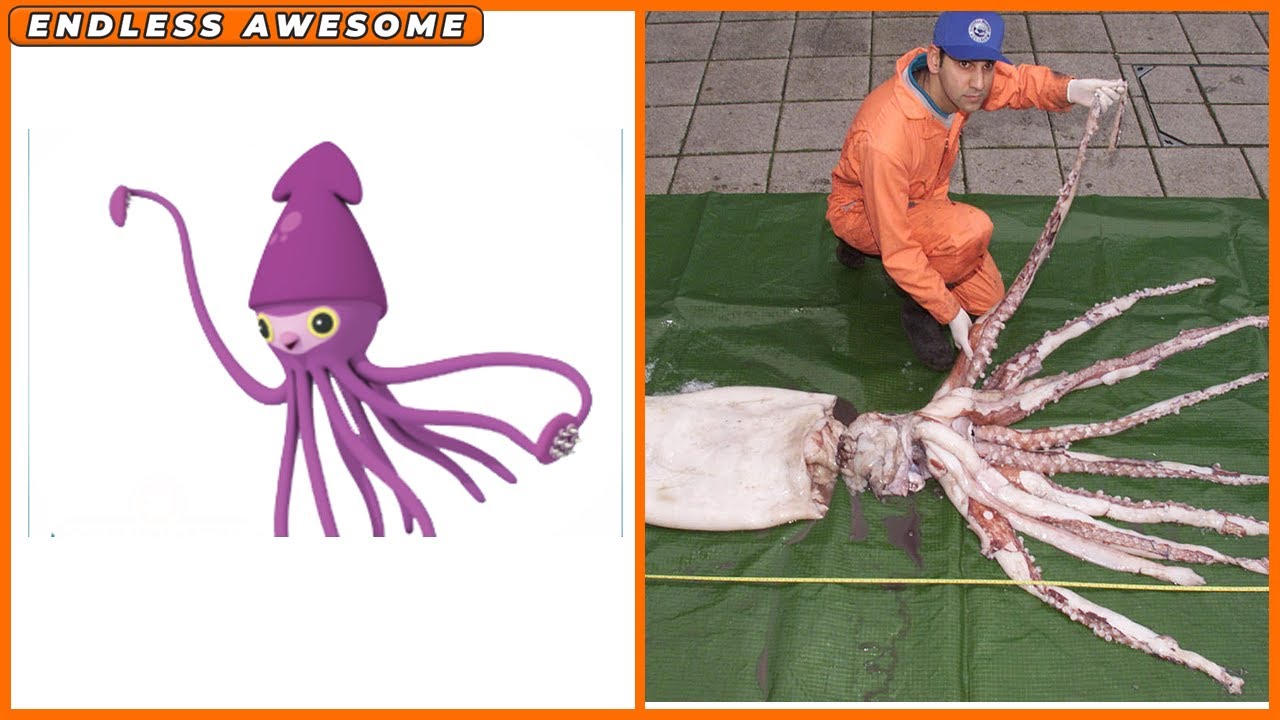 Cephalopods Of Octonauts In Real Life