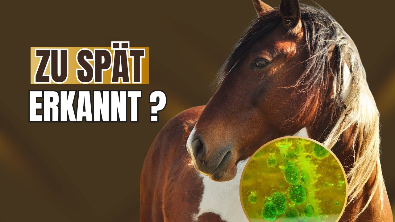 Magengeschwür früh stoppen – so erkennst du’s in 60 Sekunden