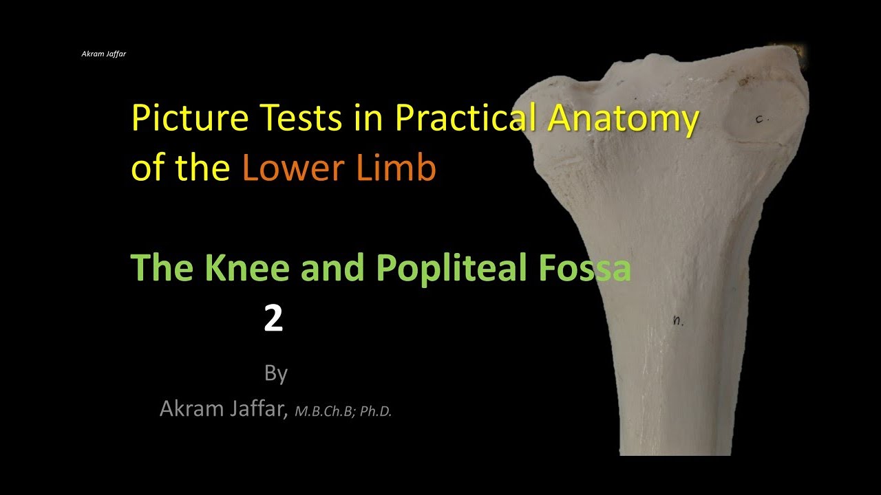 Picture tests in Anatomy Lower Limb Knee and popliteal fossa 2
