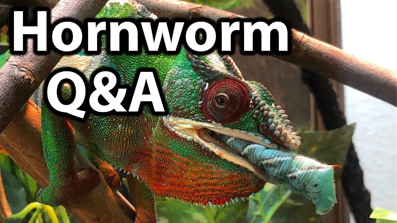 Can chameleons eat hornworms?