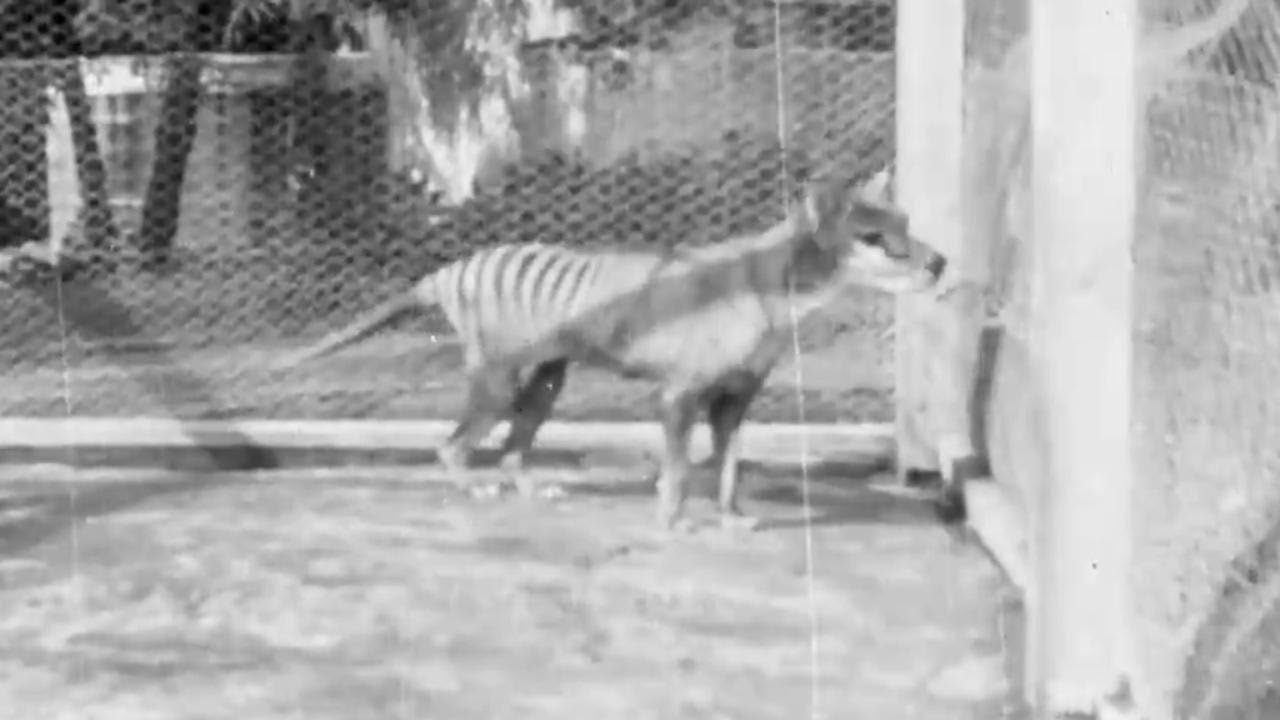 Australia, rinvenuto un vecchio filmato di Benjamin: l'ultima tigre della Tasmania