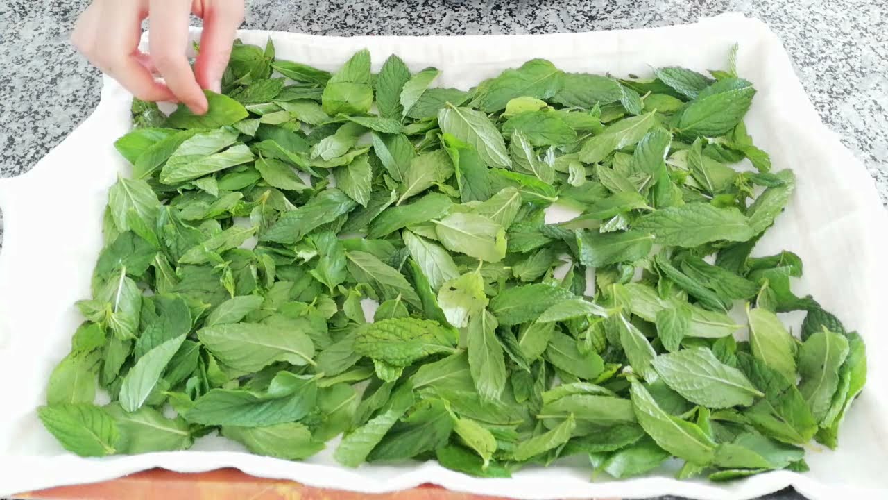 ✔️Taze Nane HIZLICA ve YEMYEŞİL Nasıl Kurutulur❓Nane Nasıl Kurutulur❓