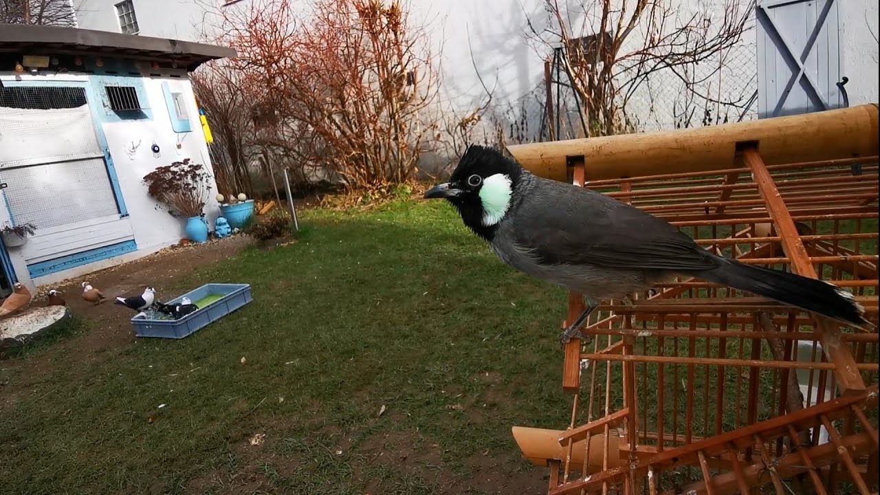 البلبل العراقي جوري 🐦صار أليف نوعا ما بس للاسف راح جويري 😢😰سلملي