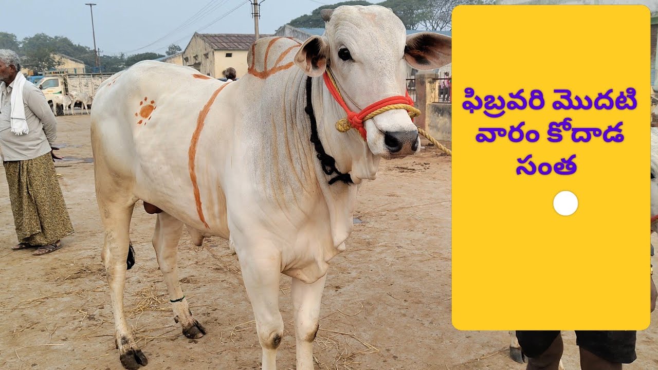 7729053424 Kodada bulls Market in telangana #kodada ongole bulls 