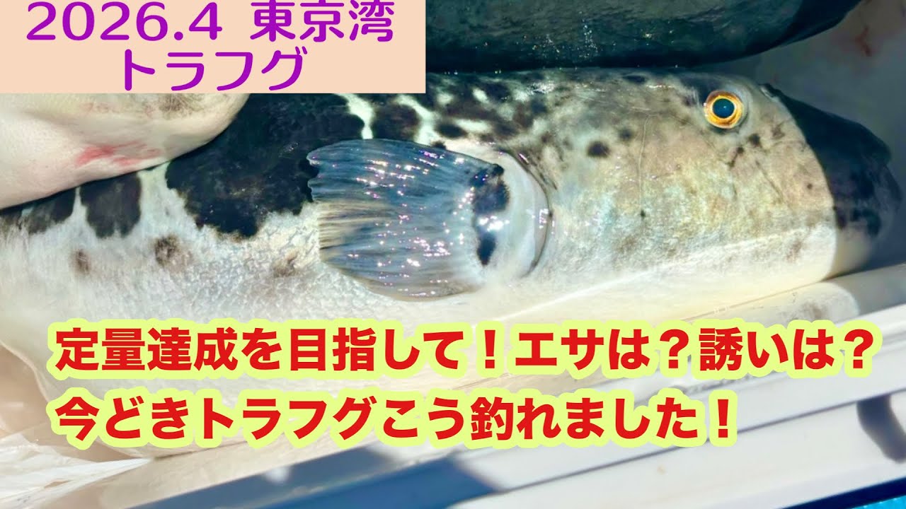 【2026.4】東京湾トラフグ！エサは？誘いは？こうしたら釣れました(&acute;&forall;｀)