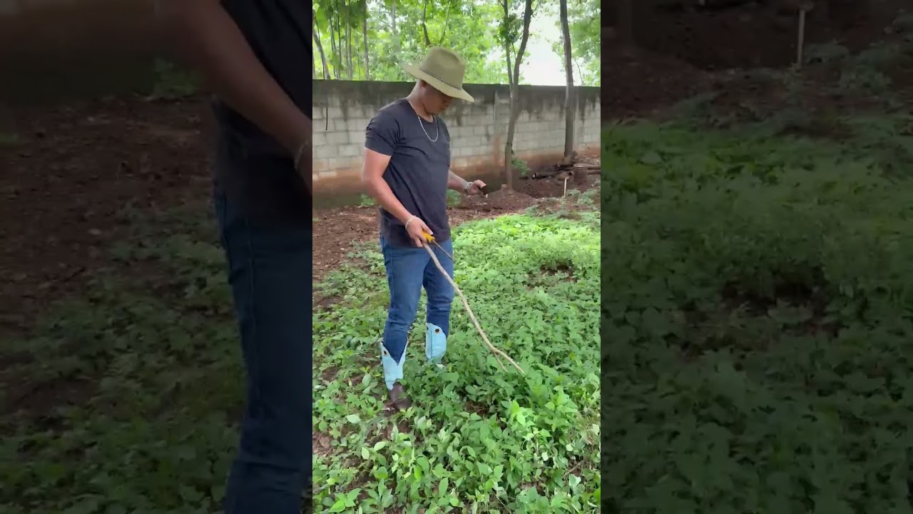 Mechito y El Tieso chapeando la Finca.