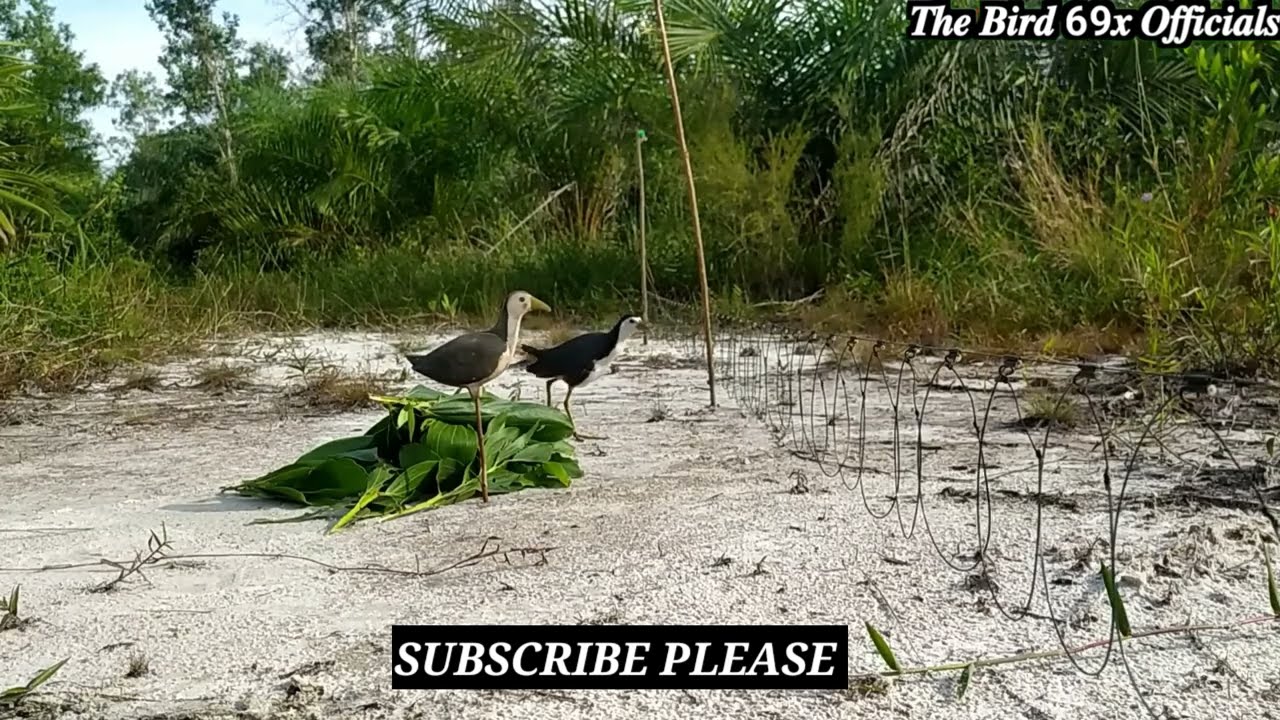 Forest Bird Catching Using Traditional Trap 