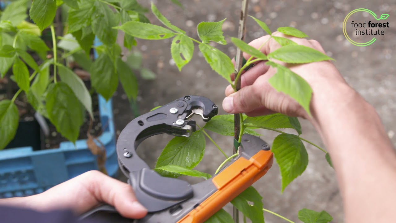 🌳 Opbinden van plantgoed met de maxtang 🌰 - Kruisbessen proeftuin - Marc Geens & Louis De Jaeger