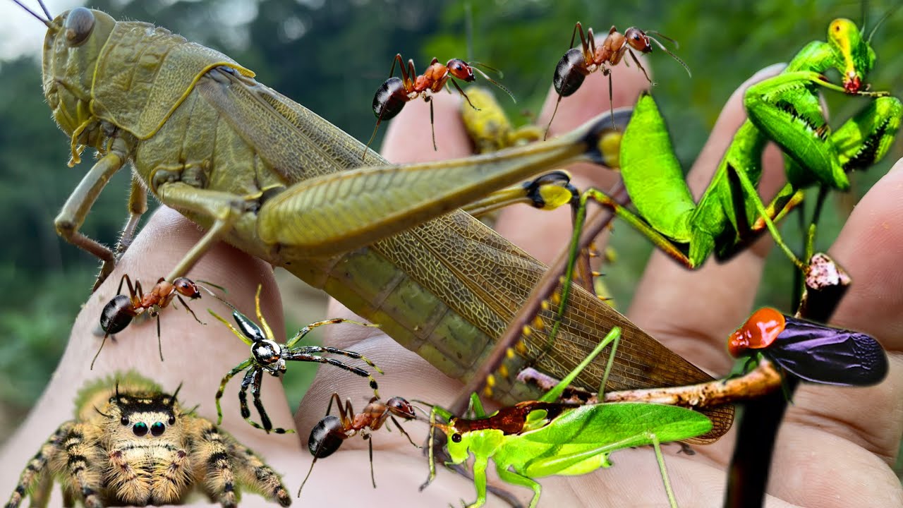 hunting giant grasshoppers in the habitat, reptiles, insects