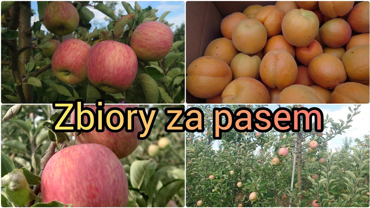 Z Sadu 27-07-2025 Zbiory letnich odmian za pasem. Świeże produkty na sklepie #sadownictwo #3sady
