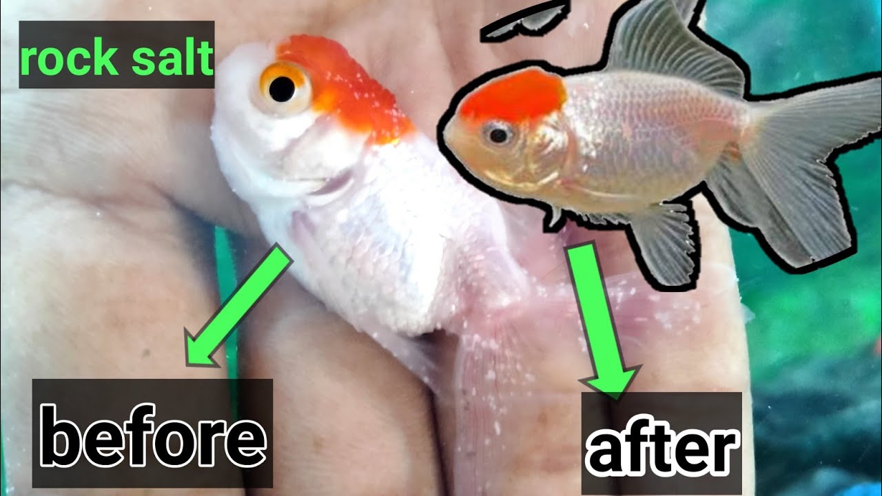 gold fish red cap white spot recover in 2 days
