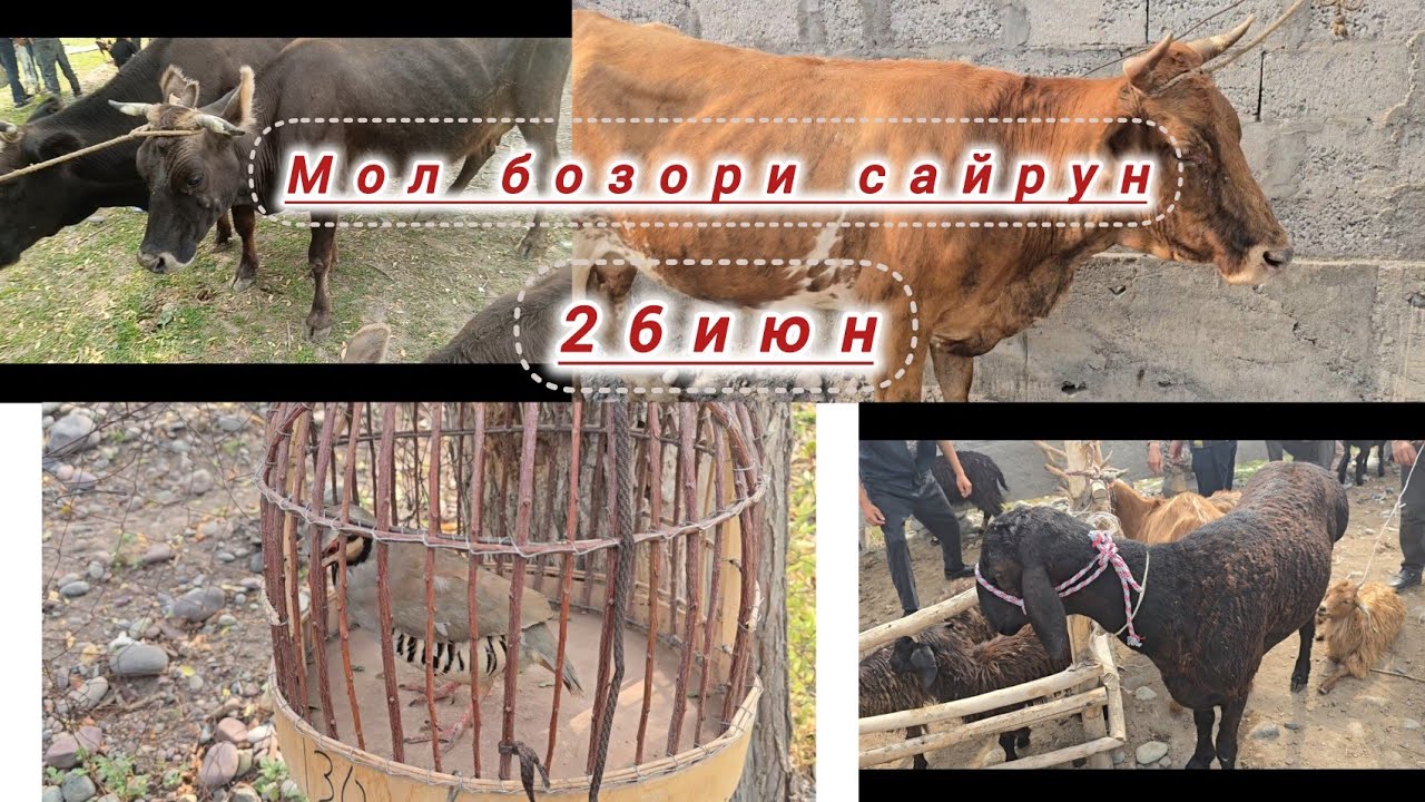#🌹мол бозори сайрун Ҷергатол. 🌹26 июн 👍🌹