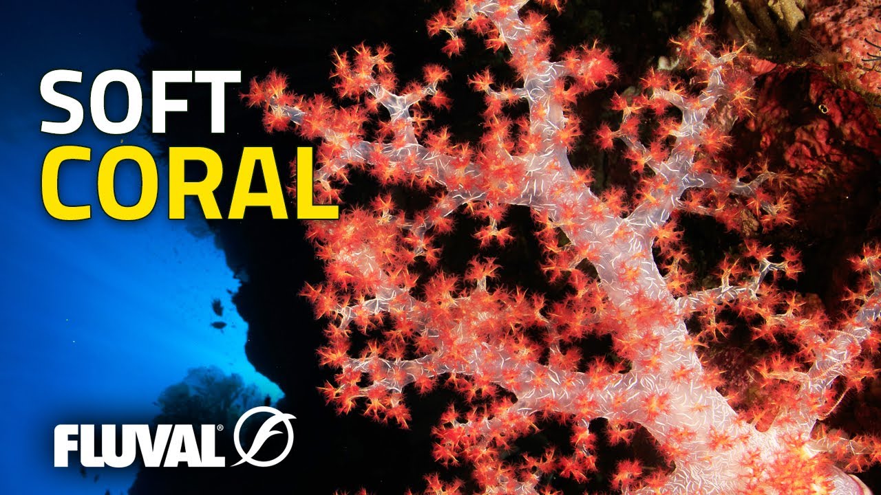 В центре внимания виды | Мягкие кораллы