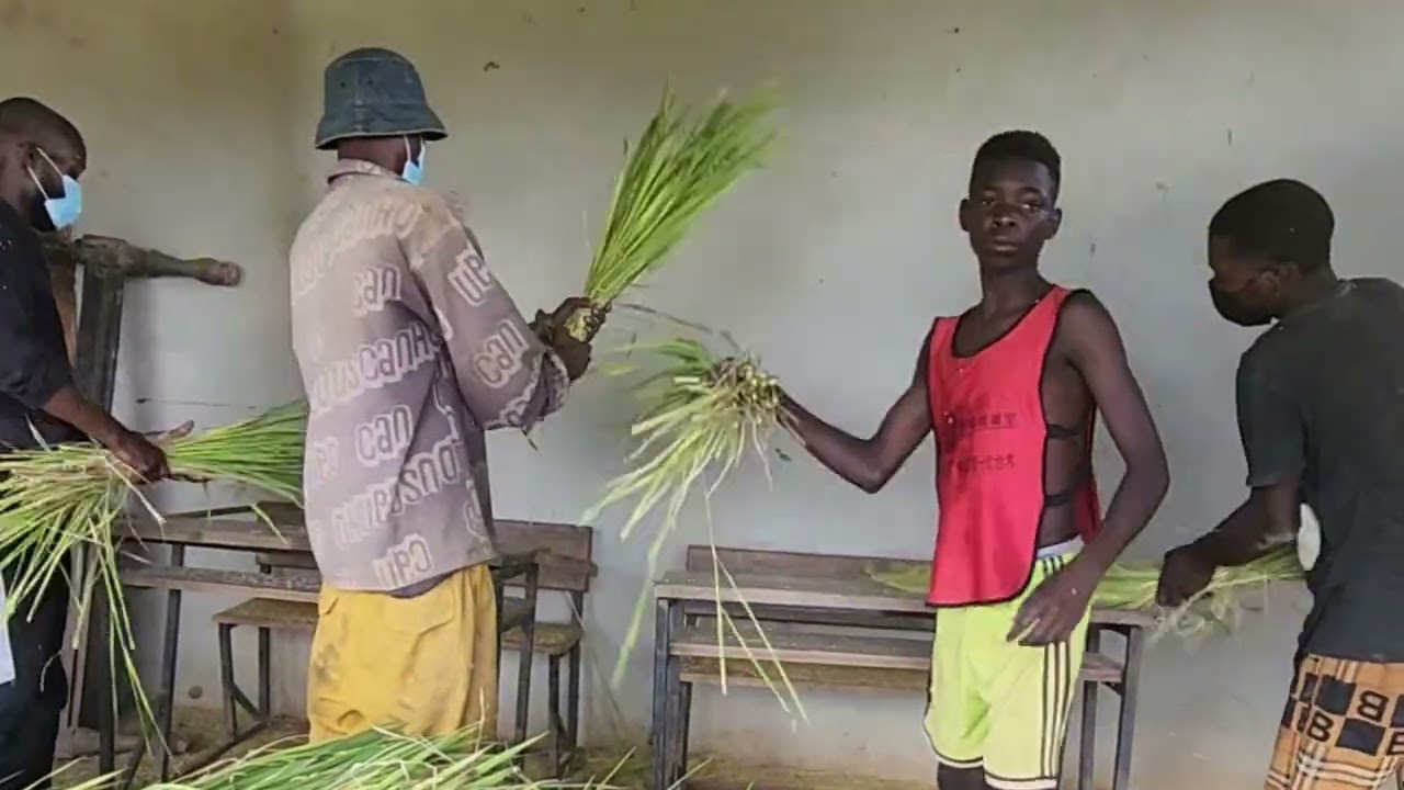 Lần đầu tiên chúng tôi được thu hoạch lúa của bản thân|| Gia Đình Châu Phi