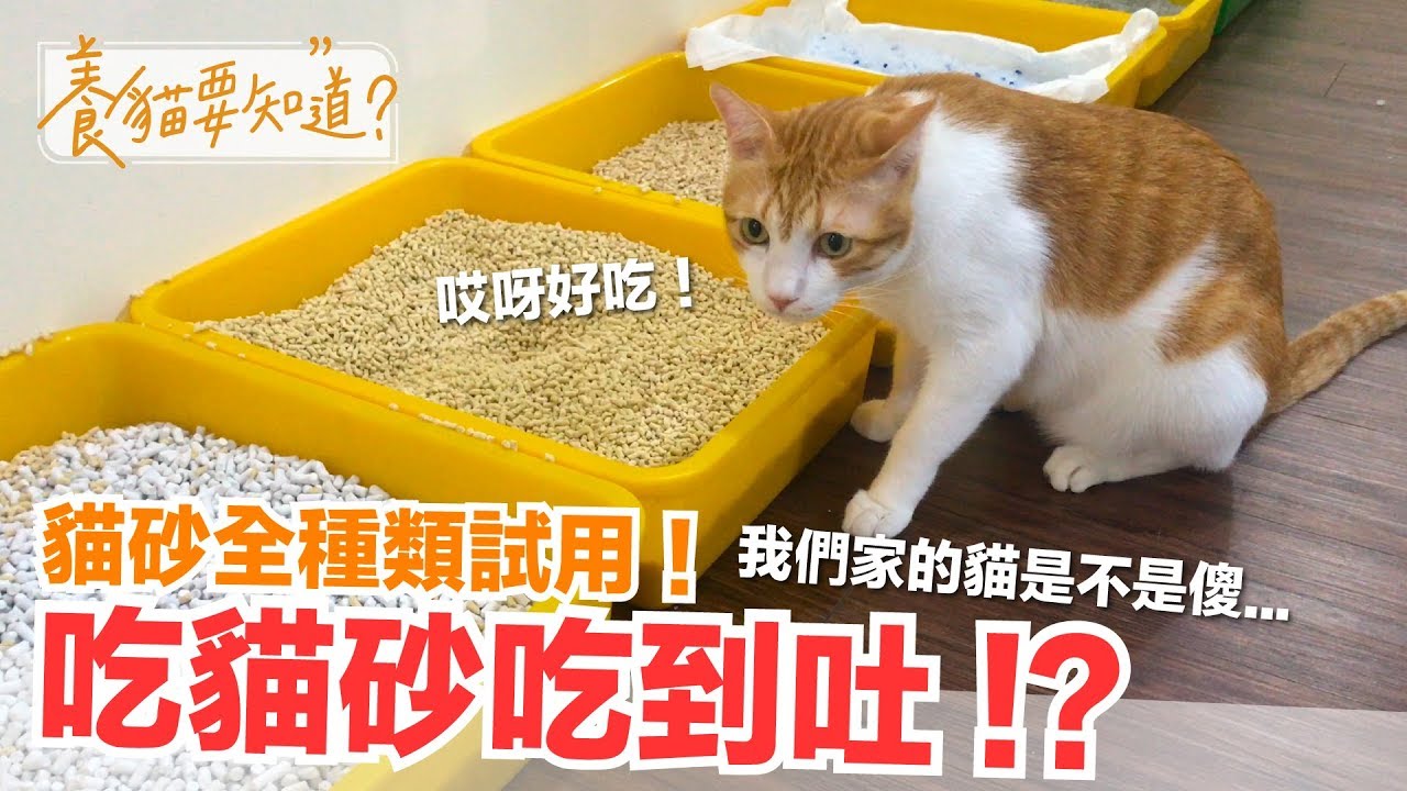 狂吃貓砂是怎樣 !? 貓砂全種類試用測評，獲得意外的結論！【養貓要知道】EP3