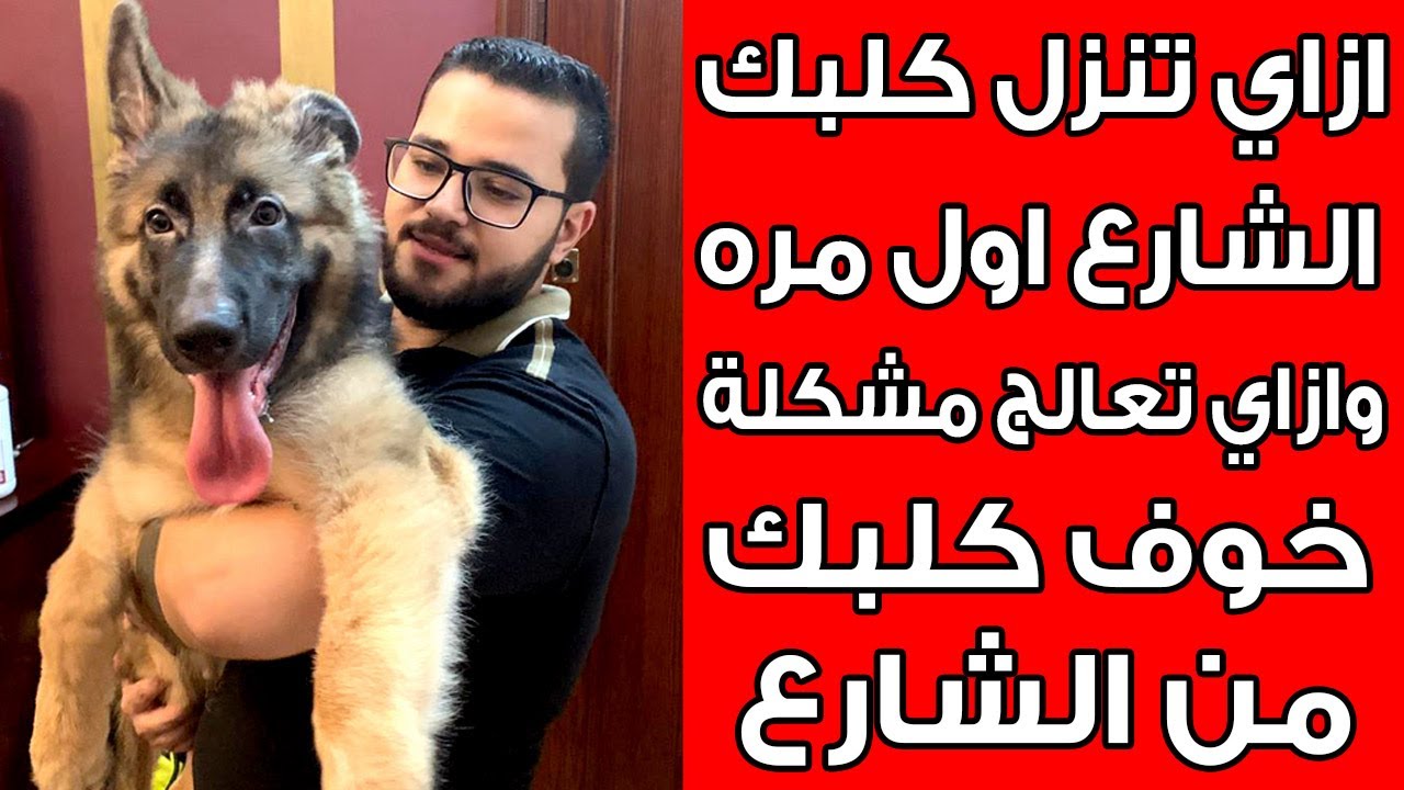 كلب جيرمن شيبرد اول مره ينزل الشارع تعالوا شوفوا هنعمل ايه وازاي تعلم كلبك علي المشي فالشارع
