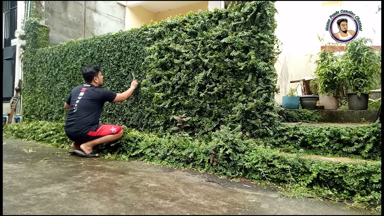 Creeping fig plant (Ficus Pumila) trimming (timelapse)