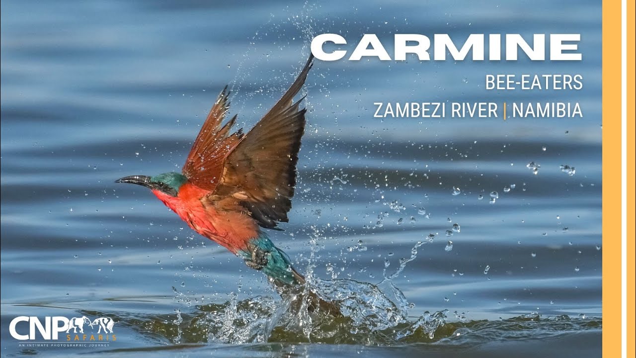 Carmine Bee-Eaters (Namibia) with CNP Safaris