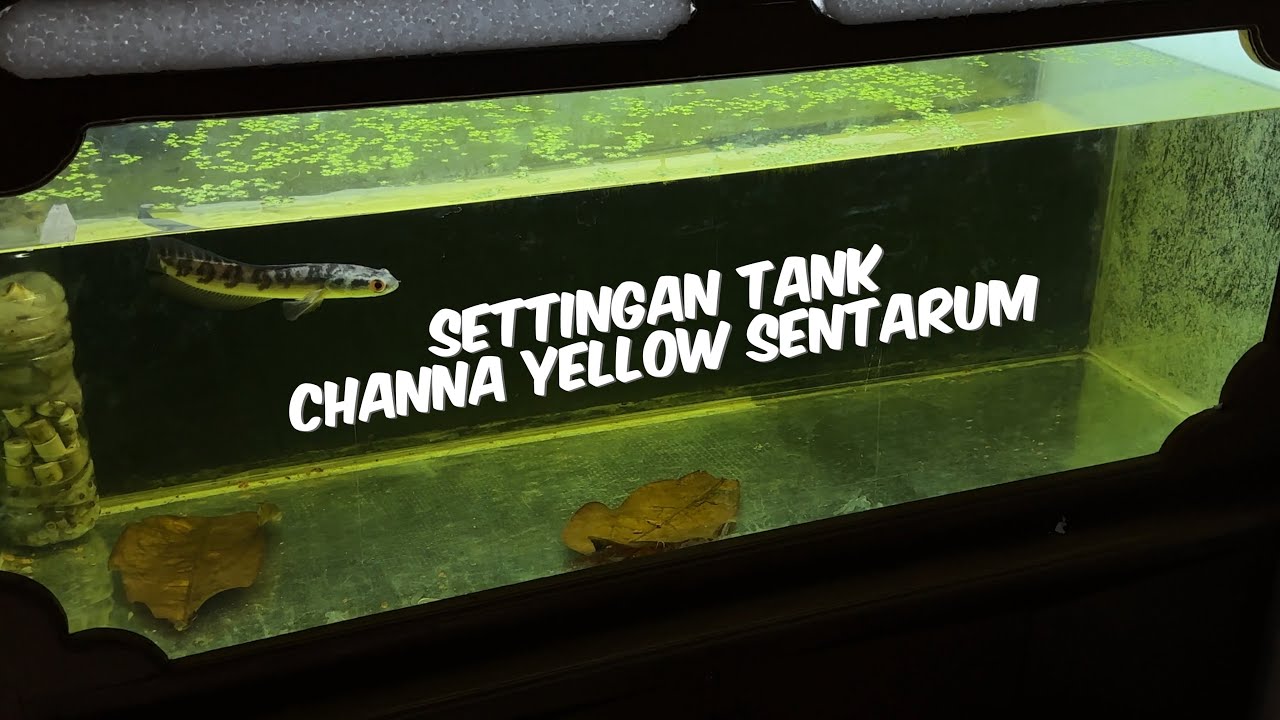 settingan tank ikan channa maru yellow sentarum || set up tank channa 1 Meter