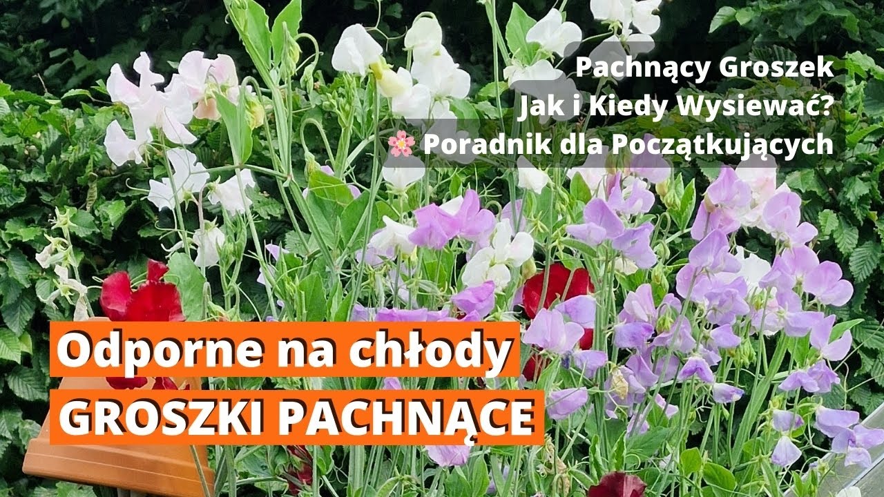 Groszek pachnący - odporny na chłody. Pachnący Groszek – Jak i Kiedy Wysiewać? Poradnik.