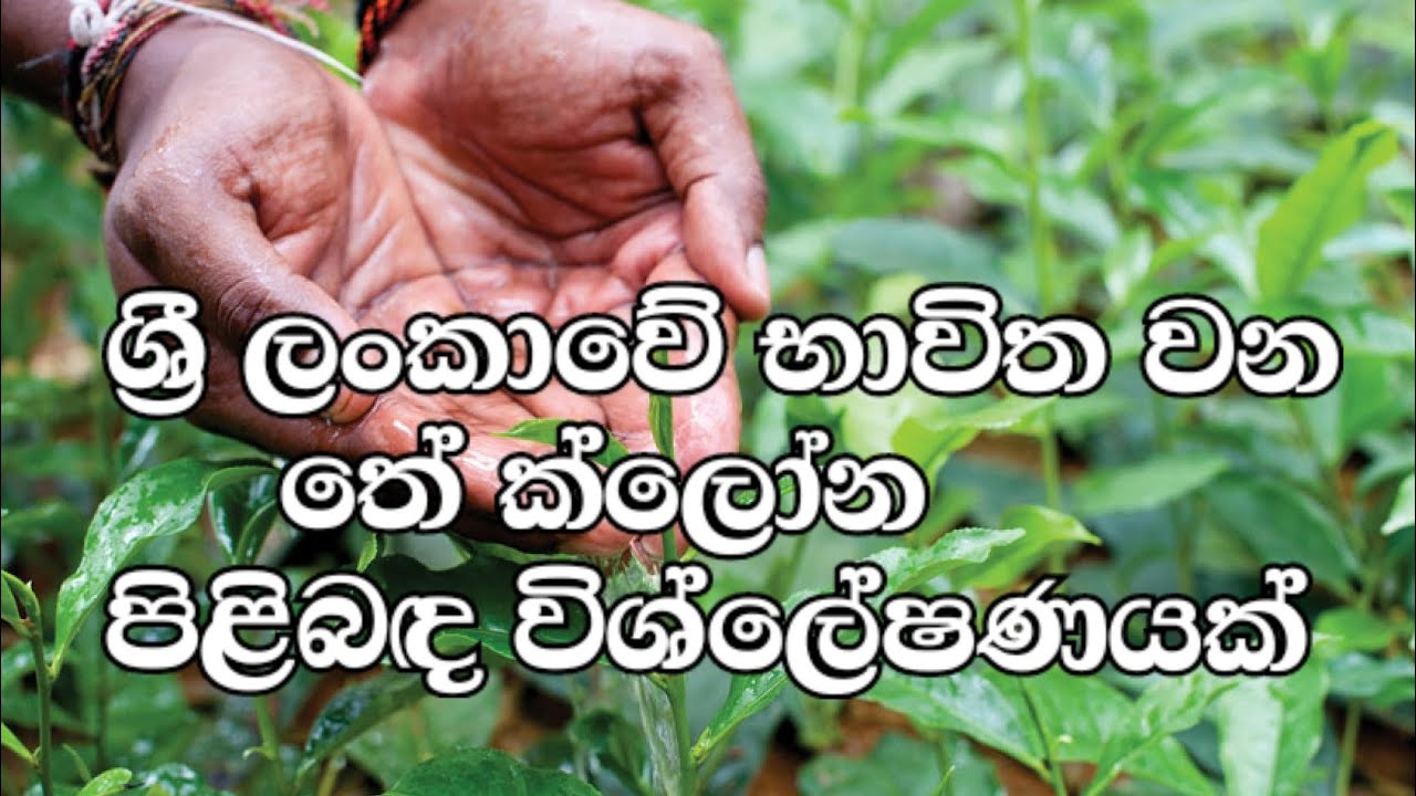 Tea Cultivation in Sri Lanka/Part 40/An analysis of Tea Clones
