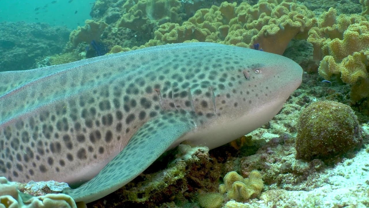 Rare Zebra Shark Encounter and the Weirdest Fish in the Ocean