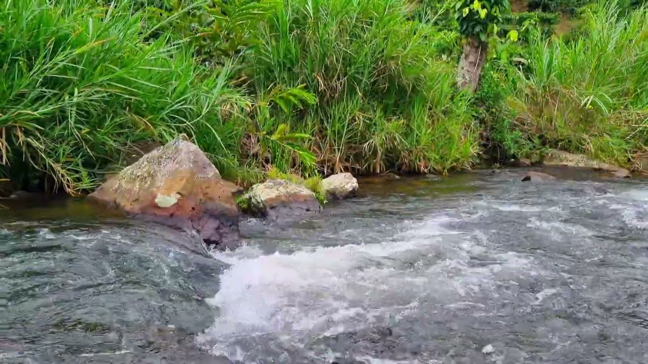 1 Hour River Ambience • Natural Water Noise With Soft White Noise Effect for Deep Focus & Calm Mind