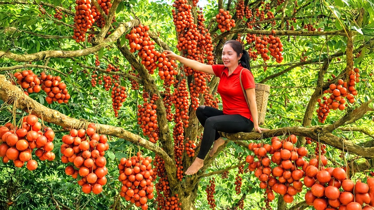 Harvesting 1000+ Giant Fireballs In Zagros Mountains GoTo Market Sell, How To Make Traditional