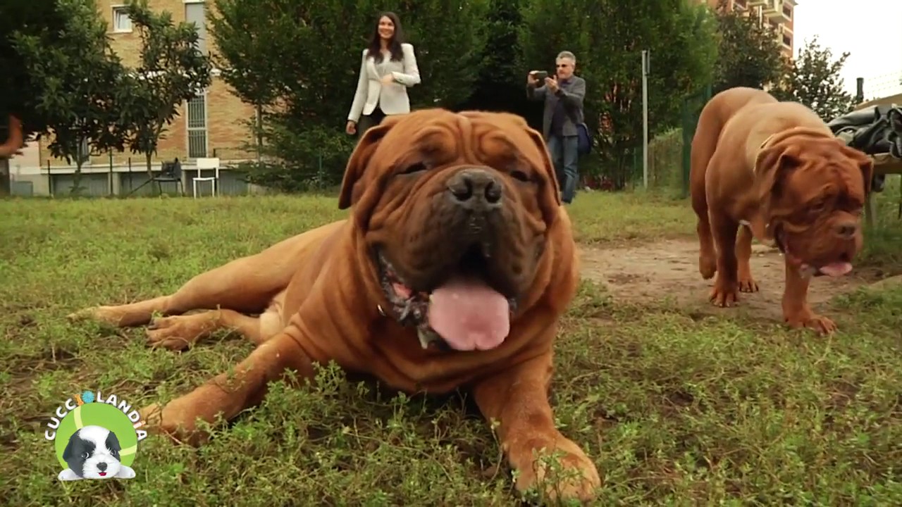 Intervista sul Dogue De Bordeaux  - Amici Animali Tv