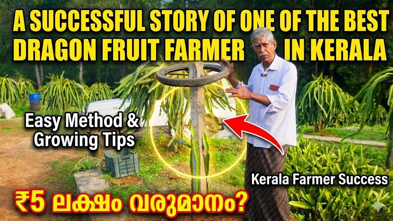 Dragon fruit അറിയേണ്ടതെല്ലാം പോയി കണ്ട് പഠിക്കാം | Jay Jay garden Athikayam