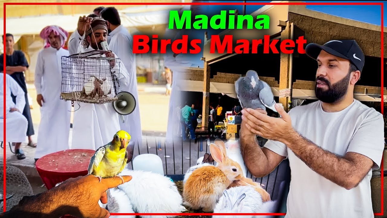Madina Birds Market | Birds 🐦Street Desi HENS  🦆  Parrot 🦜 Market | Bidding & Price | #ZubairRiaz
