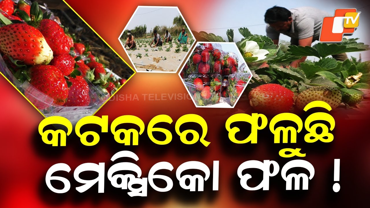 Special Story: Banki Farmers Strike Gold With Strawberry Farming in Cuttack