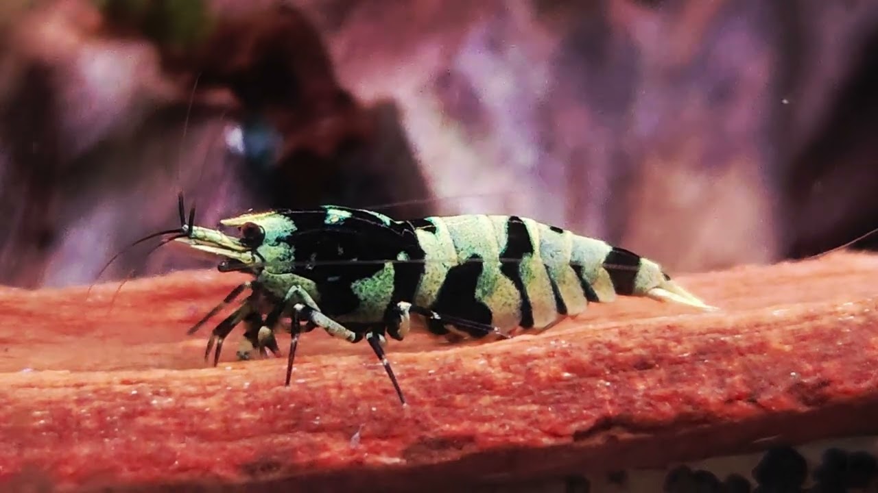 Mint tiger