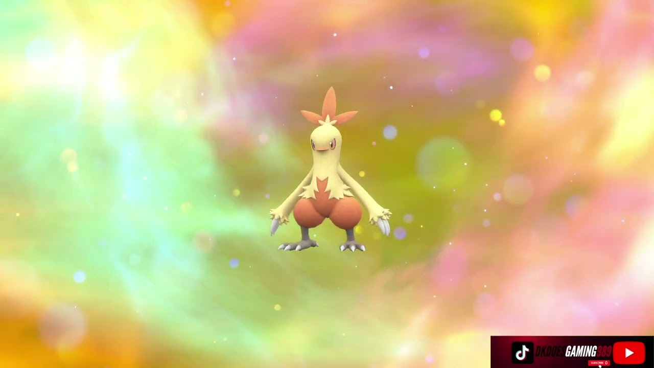 Torchic Evolves Into Combusken Pokémon Violet The Indigo Disk DLC