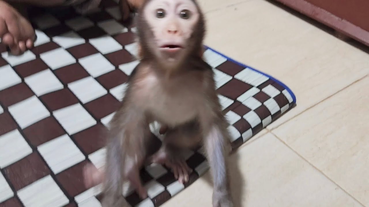 The baby monkey Boni really giggles when his father is beside him.
