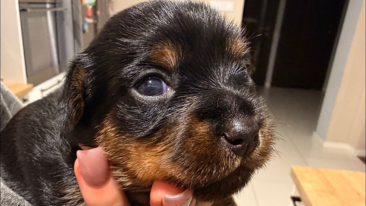 A typical day for furry animals ❤️😁 | The dog baby is walking more and more ❤️
