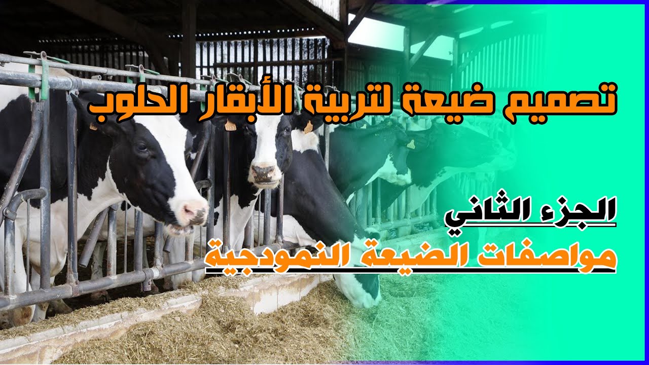 تصميم شامل لضيعة لترية الأبقار الحلوب (الجزء الثاني : باقي معايير الضيعة النمودجية)
